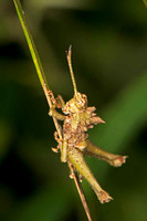 SC_AN_3274