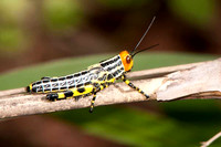 SC_AN_3644