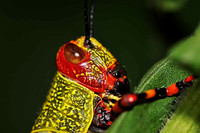 SC_AN_0088