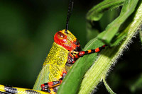 SC_AN_0085