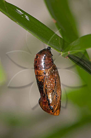 SC_AN_5354