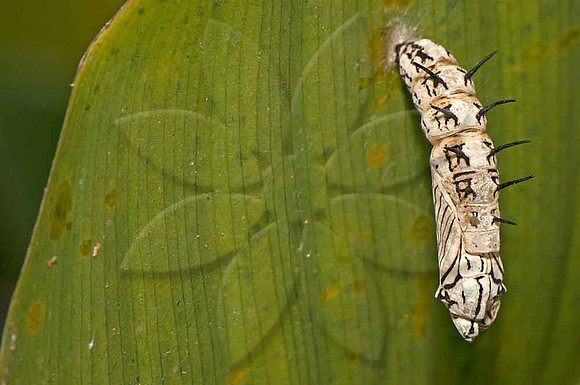 SC_AN_5955