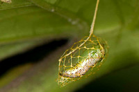 Metamorfose