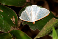 SC_AN_0374