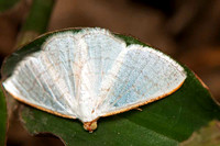SC_AN_0377