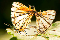 SC_AN_0566
