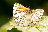 SC_AN_0562