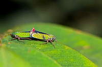 SC_AN_0027