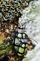 SC_AN_0151