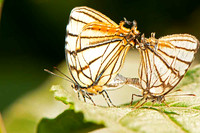 SC_AN_0564