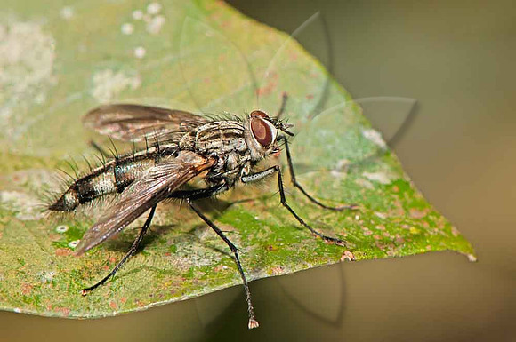 SC_AN_6348