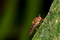 SC_AN_0165