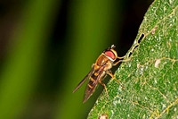 SC_AN_0163