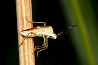 SC_AN_2649