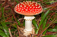 Cogumelo2
