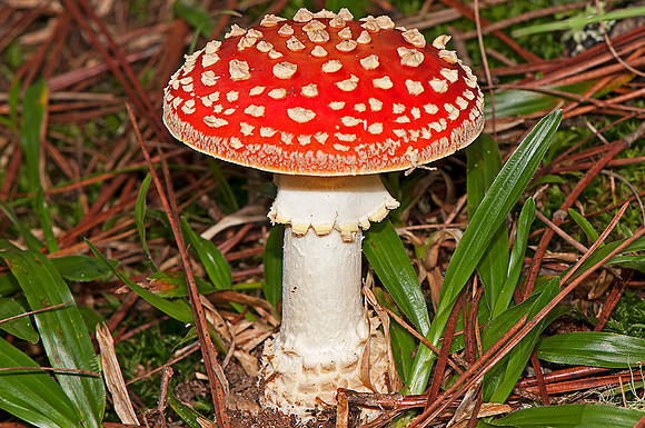 Cogumelo2