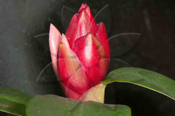 SC_PL_5075