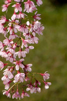 SC_PL_0666
