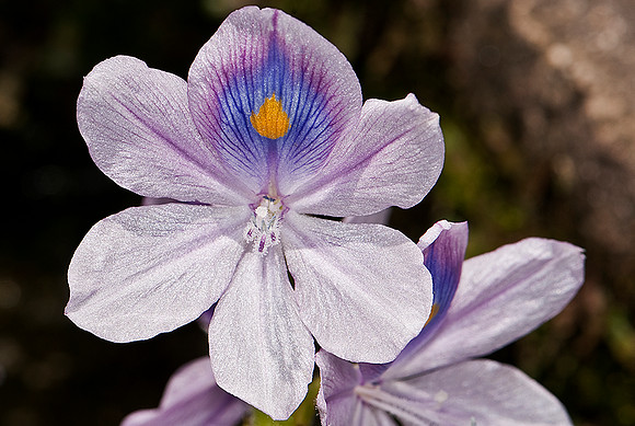 FlorLilas