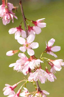 SC_PL_0669