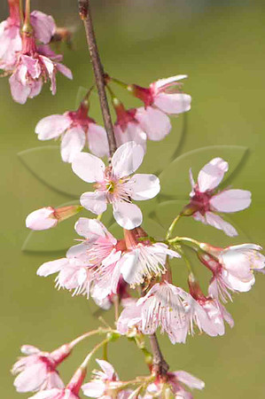 SC_PL_0669