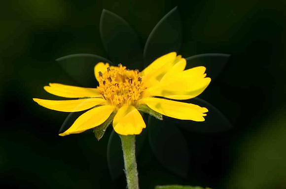 SC_PL_5145