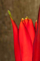 SC_PL_0344