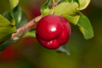 SC_PL_5351