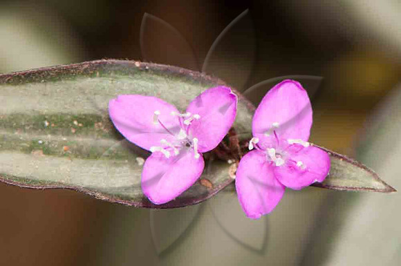 SC_PL_3676