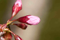 SC_PL_0650