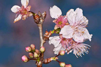 SC_PL_0664