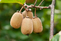 Frutos