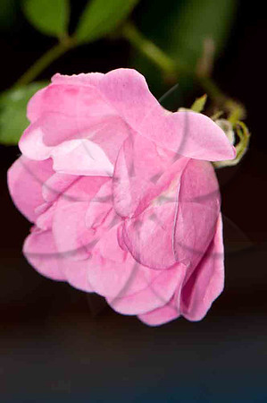 SC_PL_3275