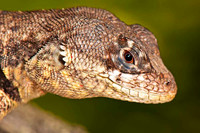 Répteis