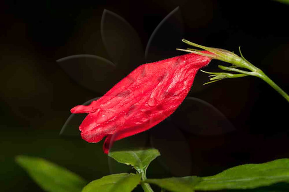 SC_PL_5534