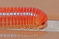 Miriápodes