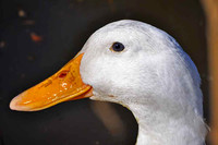 Aves