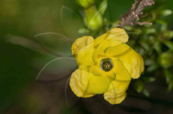 SC_PL_6502