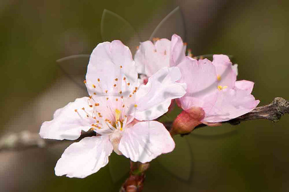 SC_PL_0684
