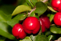 SC_PL_5354