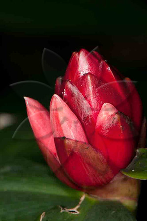 SC_PL_5081