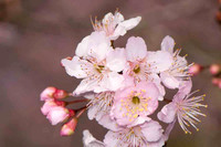 SC_PL_0659