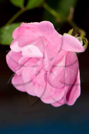 SC_PL_3274