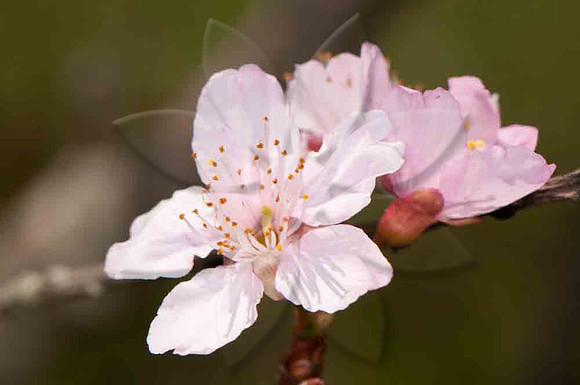 SC_PL_0683