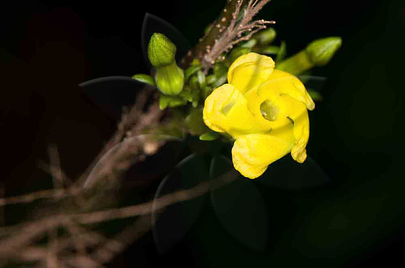 SC_PL_6500