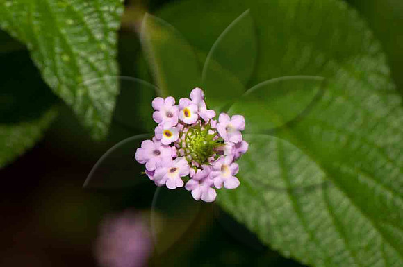 SC_PL_5561