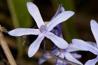 SC_PL_0310