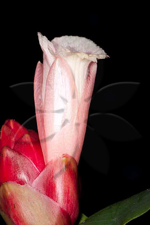 SC_PL_5076