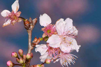 SC_PL_0663