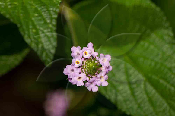 SC_PL_5560